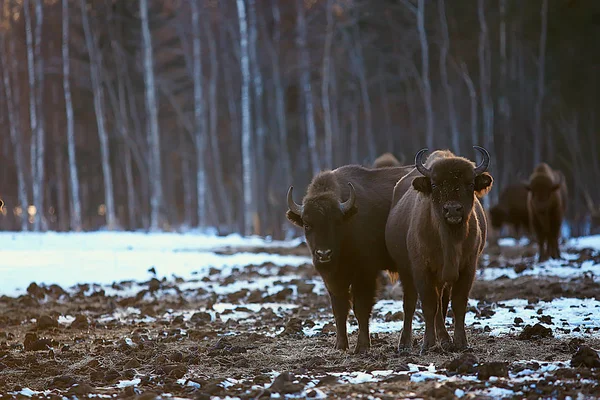 Bisontes Bosque Nevado Auroquis Hábitat Natural — Foto de Stock