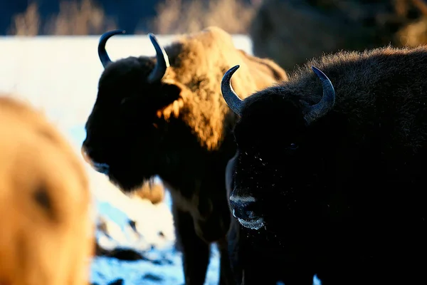 野牛在雪林 野牛自然栖息地 — 图库照片