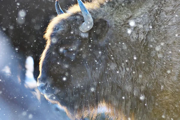 Bison Snöig Skog Auroch Naturliga Livsmiljö — Stockfoto