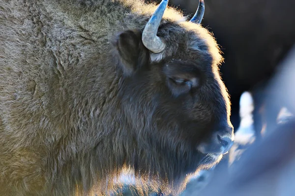 Bison Dans Forêt Enneigée Auroche Dans Habitat Naturel — Photo