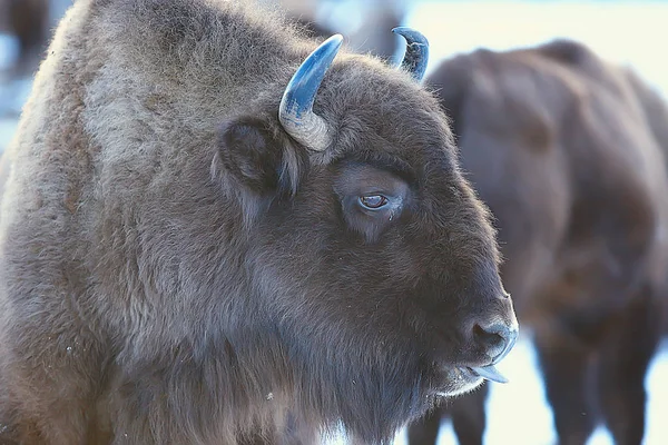 Bison Snöig Skog Auroch Naturliga Livsmiljö — Stockfoto