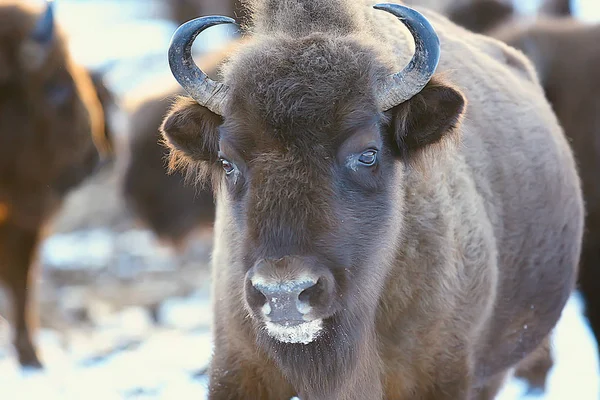 Bison Dans Forêt Enneigée Auroche Dans Habitat Naturel — Photo