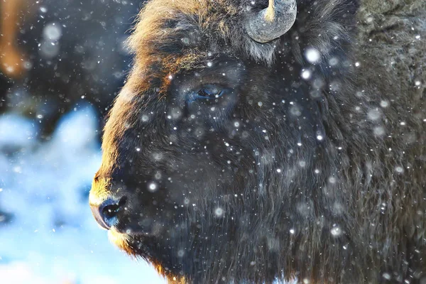 Bison Dans Forêt Enneigée Auroche Dans Habitat Naturel — Photo