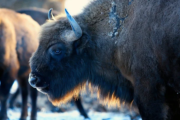 Bison Dans Forêt Enneigée Auroche Dans Habitat Naturel — Photo