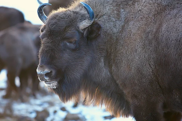 Bison Dans Forêt Enneigée Auroche Dans Habitat Naturel — Photo