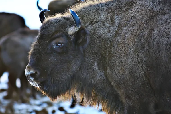 Bison Dans Forêt Enneigée Auroche Dans Habitat Naturel — Photo