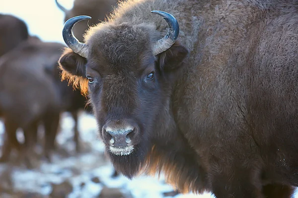 Bison Dans Forêt Enneigée Auroche Dans Habitat Naturel — Photo