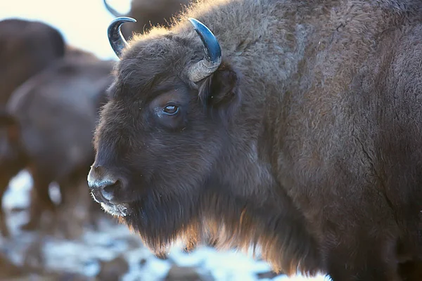 Bisons Dans Forêt Enneigée Aurochs Dans Habitat Naturel — Photo