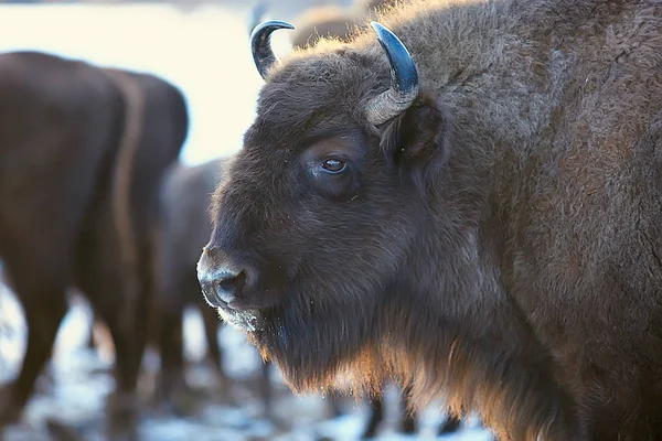 Bison Dans Forêt Enneigée Auroche Dans Habitat Naturel — Photo