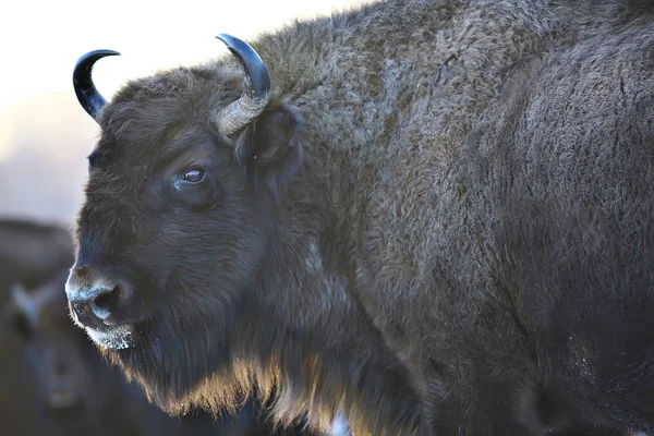 Bison Dans Forêt Enneigée Auroche Dans Habitat Naturel — Photo