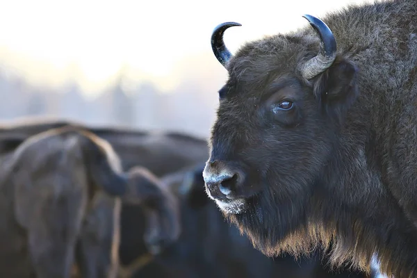 Bisons Dans Forêt Enneigée Aurochs Dans Habitat Naturel — Photo