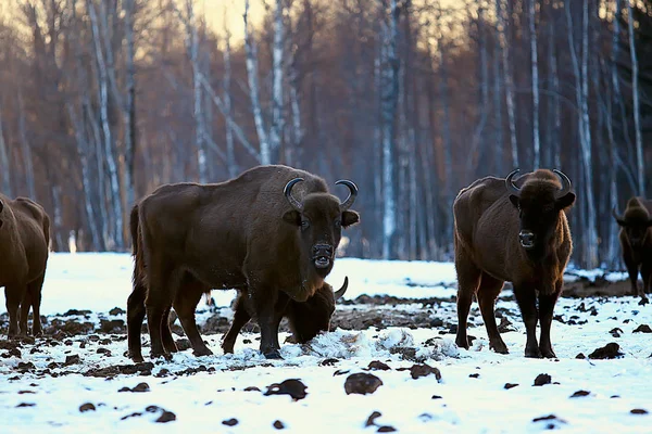 Bizonlar karlı ormandaki, doğal ortamlarında yaban öküzü