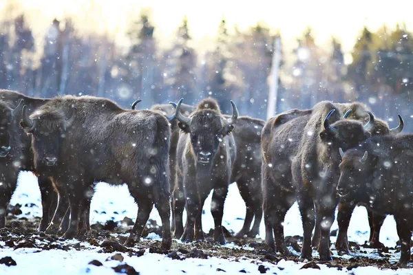 Bisons Dans Forêt Enneigée Aurochs Dans Habitat Naturel — Photo