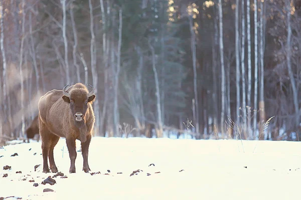 Bison Dans Forêt Enneigée Auroche Dans Habitat Naturel — Photo