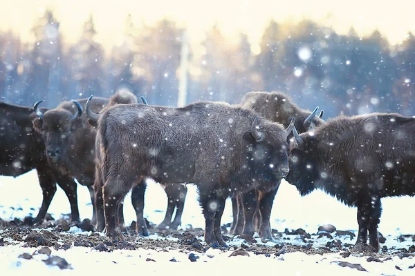 Bisons Snowy Forest Aurochs Natural Habitat — Stock Photo, Image