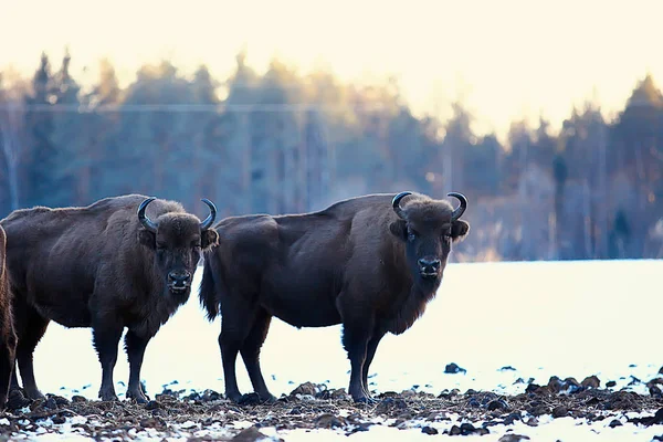 Bisons Dans Forêt Enneigée Aurochs Dans Habitat Naturel — Photo