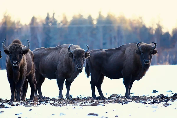 Bisons Snowy Forest Aurochs Natural Habitat — Stock Photo, Image