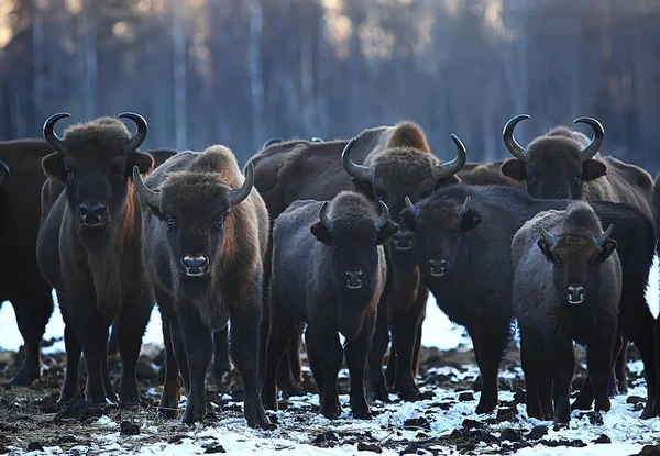 Bisons Snowy Forest Aurochs Natural Habitat — Stock Photo, Image