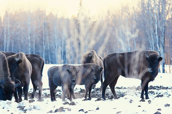 Bisons Dans Forêt Enneigée Aurochs Dans Habitat Naturel — Photo