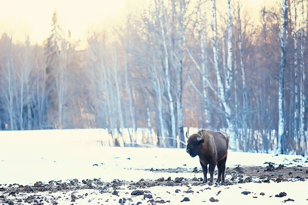 Bison Dans Forêt Enneigée Auroche Dans Habitat Naturel — Photo