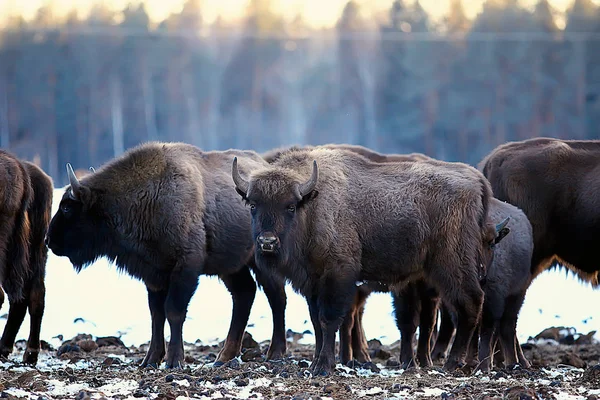 Bisons Snowy Forest Aurochs Natural Habitat — Stock Photo, Image