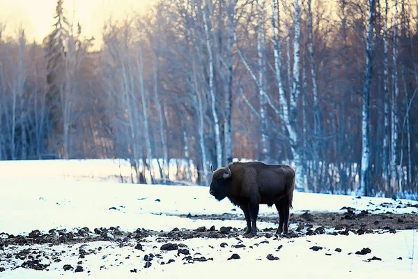 Bison Στο Χιονισμένο Δάσος Auroch Στο Φυσικό Περιβάλλον — Φωτογραφία Αρχείου