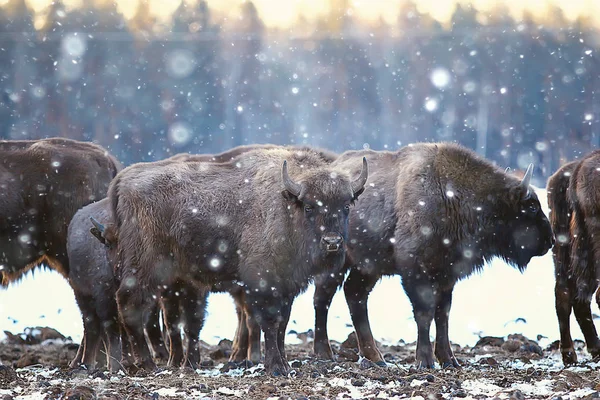 Bisons Snowy Forest Aurochs Natural Habitat — Stock Photo, Image