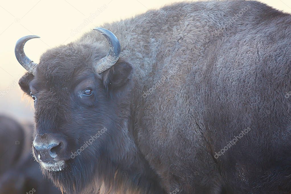 bison in snowy forest, auroch in natural habitat