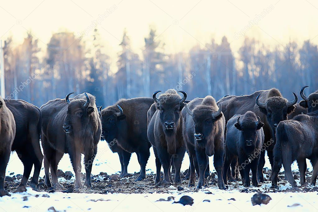 bisons in snowy forest, aurochs in natural habitat