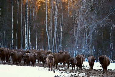 Bizonlar karlı ormandaki, doğal ortamlarında yaban öküzü