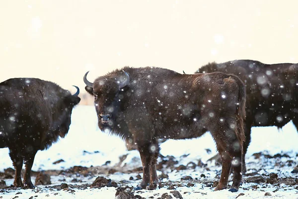 Bisons Snöig Skog Uroxe Naturliga Livsmiljö — Stockfoto