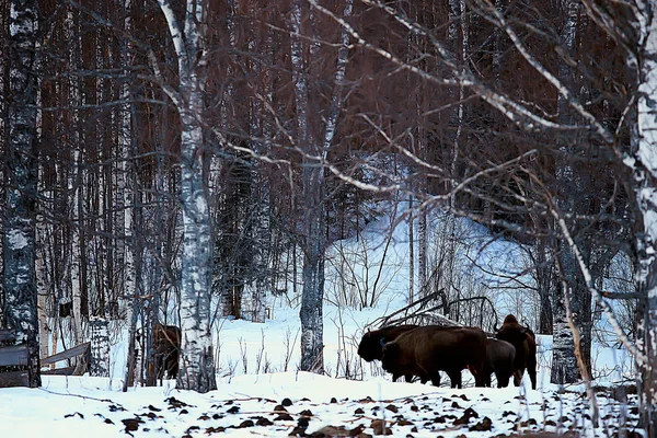 Bisons Dans Forêt Enneigée Aurochs Dans Habitat Naturel — Photo