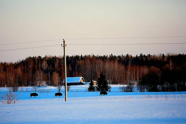 Bisons Snöig Skog Uroxe Naturliga Livsmiljö — Stockfoto