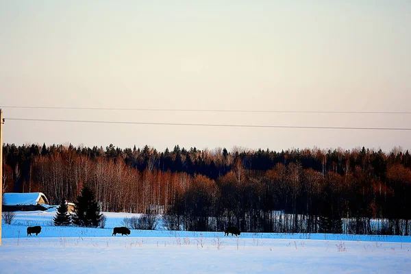 Bisões Floresta Nevada Auroques Habitat Natural — Fotografia de Stock