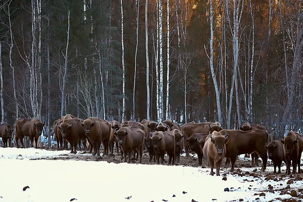 Bisons Snowy Forest Aurochs Natural Habitat — Stock Photo, Image