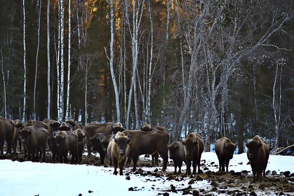 Bisons Dans Forêt Enneigée Aurochs Dans Habitat Naturel — Photo