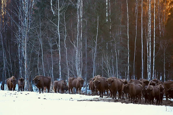 Bisons Snowy Forest Aurochs Natural Habitat — Stock Photo, Image