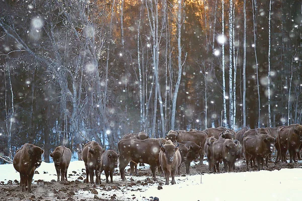 Żubry Śnieżnym Lesie Żubrów Naturalnym Środowisku — Zdjęcie stockowe