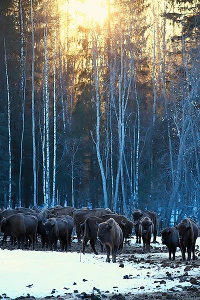 Bisões Floresta Nevada Auroques Habitat Natural — Fotografia de Stock