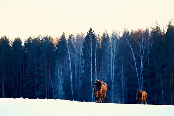 Wisente Verschneiten Wald Auerochsen Natürlichen Lebensraum — Stockfoto