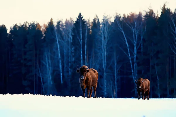 Bizoni Zasněženém Lese Zubři Přirozeném Prostředí — Stock fotografie