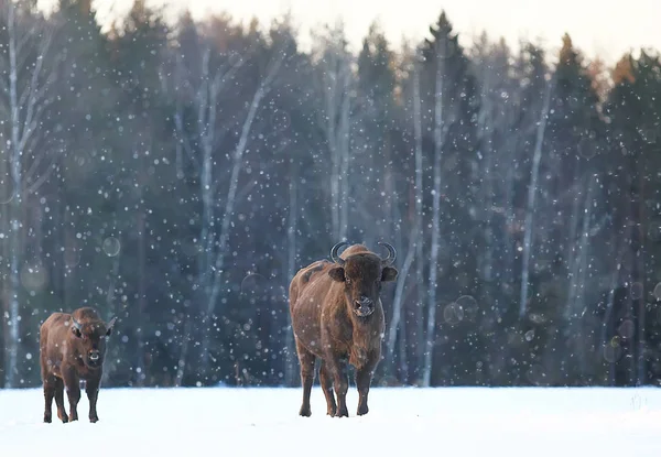 Bison Στο Χιονισμένο Δάσος Auroch Στο Φυσικό Περιβάλλον — Φωτογραφία Αρχείου