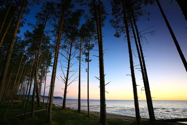 美しい松林です 原生林 夏の風景の背景 — ストック写真