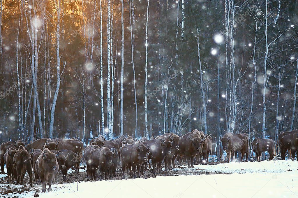 bisons in snowy forest, aurochs in natural habitat