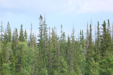 Tayga, Rusya'da iğne yapraklı orman havadan görünümü