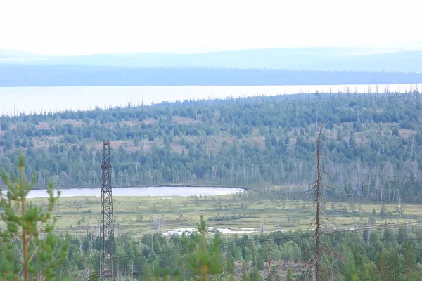 Vacker Tallskog Taiga Urskogen Sommar Landskap Bakgrund — Stockfoto