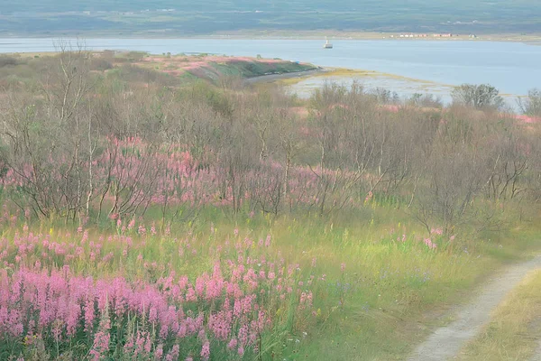 Incroyable Paysage Toundra Été Mousse Verte Écosystème — Photo