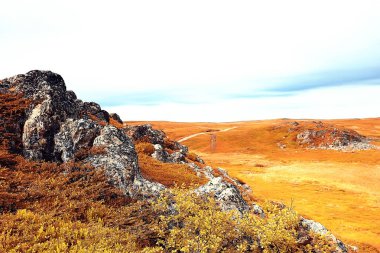 güzel sonbahar orman manzara. Park Orman, ağaç ve yaprak Ekim manzara sarı