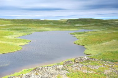 muhteşem yaz tundra manzara, yeşil yosun, ekosistem
