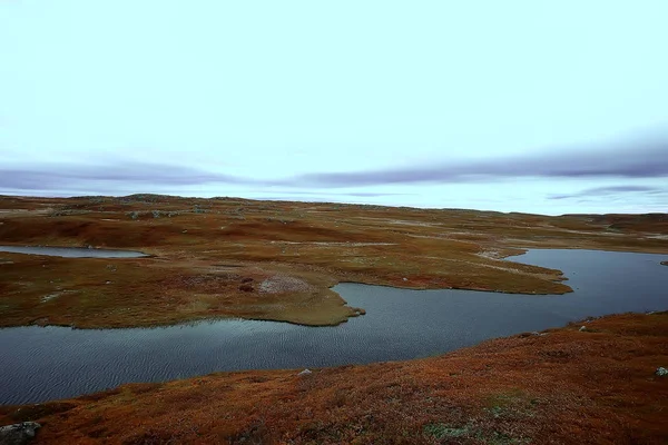 Asombroso Paisaje Tundra Verano Musgo Verde Ecosistema — Foto de Stock